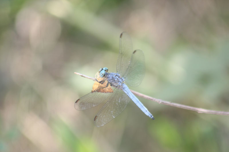 Orthetrum coerulescens?