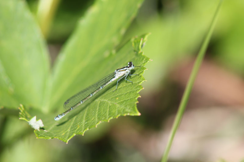 femmine di Coenagrion sp.