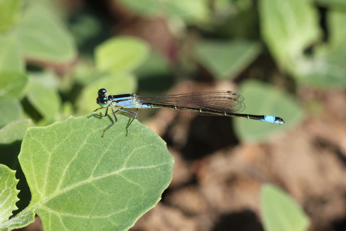 Ischnura pumilio?  No, Ischnura elegans  ( f. androcroma)