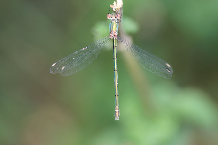 Chalcolestes sp.,  femmina