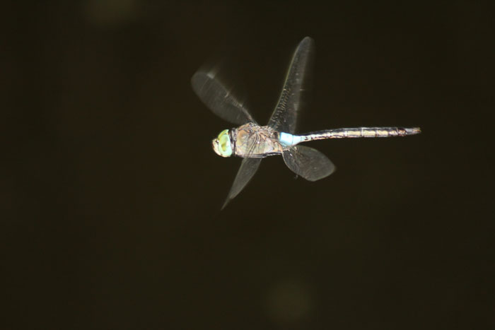 Anax parthenope