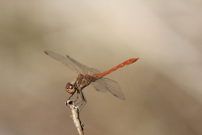 Sympetrum meridionale