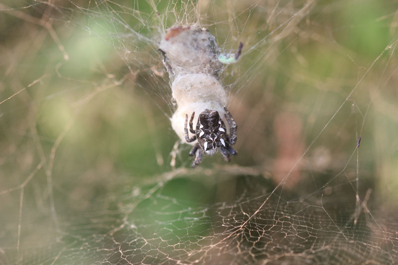 Cyrtophora citricola  - Brindisi