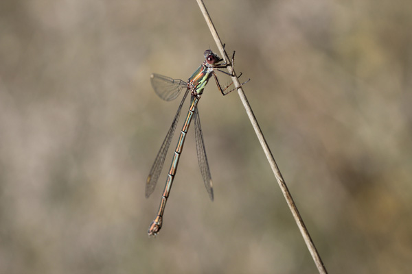 Chalcolestes viridis o parvidens