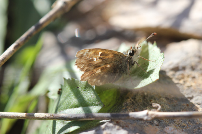 Carcharodus alceae?