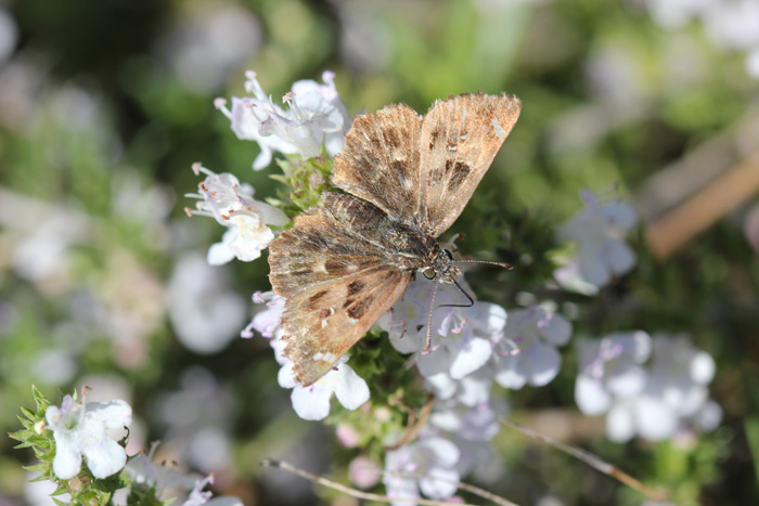 Carcharodus alceae?