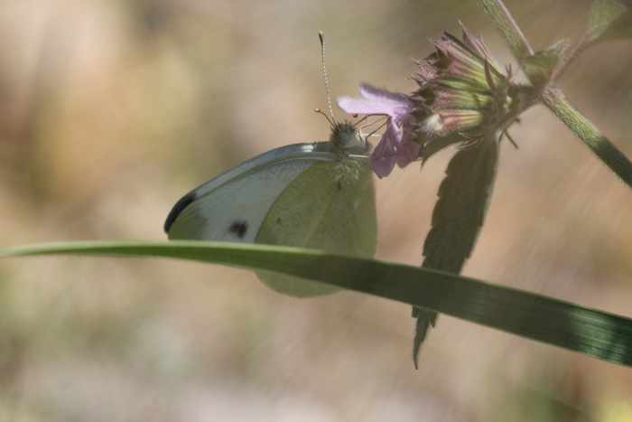 Artogeia? - Pieris mannii