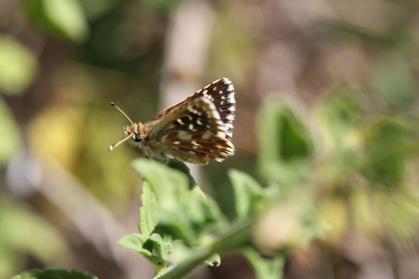 esperide - Spialia sertorius