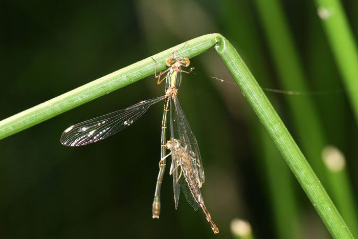 Chalcolestes sp.