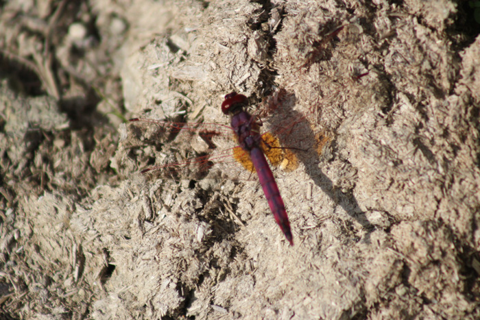 Trithemis annulata, maschio