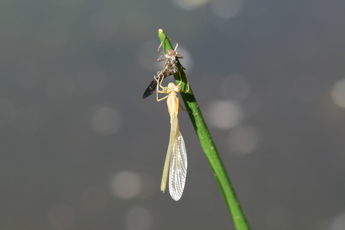 Lestes cf. barbarus