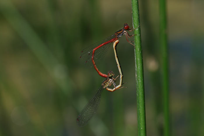 Ceriagrion tenellum