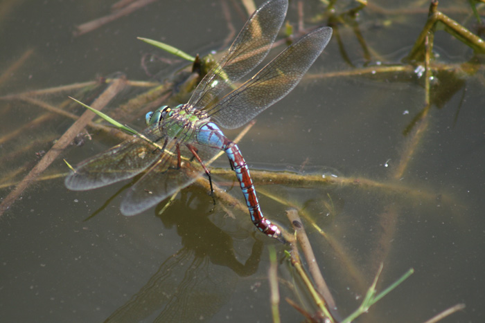 Anax imperator