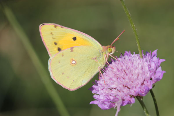 Colias crocea?