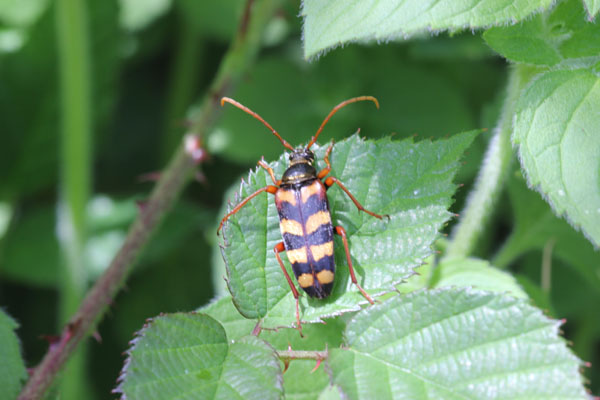 Leptura aurulenta