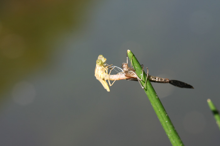 Lestes cf. barbarus