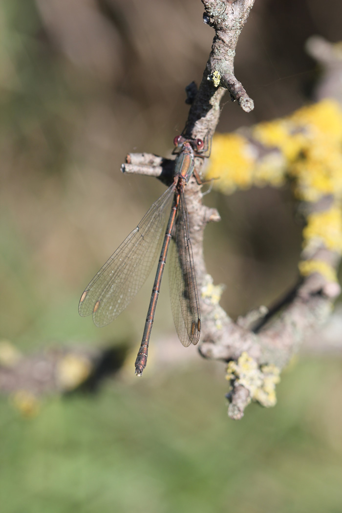 Chalcolestes sp. femmina