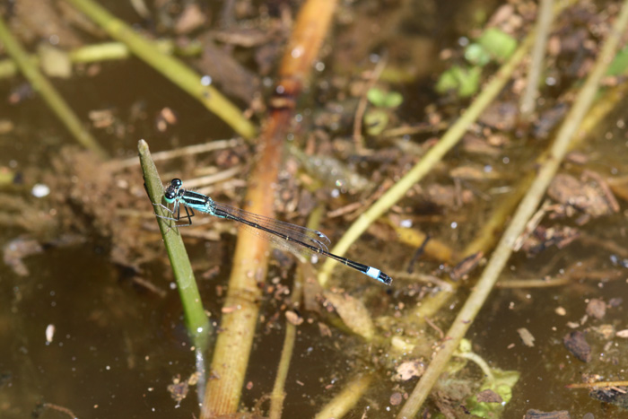 piccola libel - Ischnura elegans