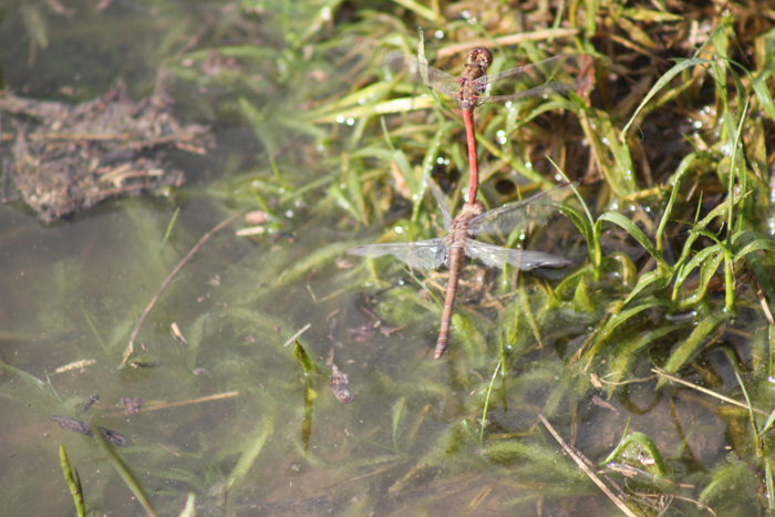 Sympetrum striolatum