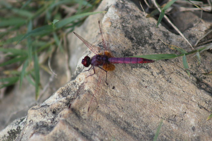 trithemis annulata