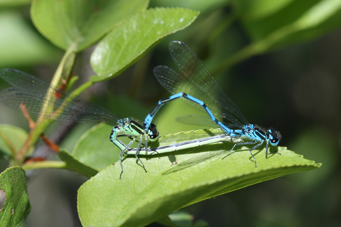 Coenagrion scitulum?