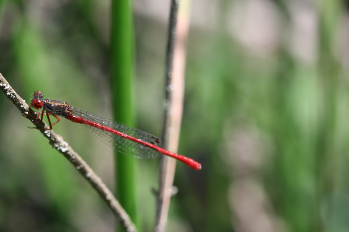 Ceriagrion tenellum