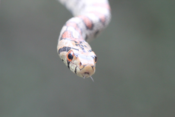 colubro leopardino