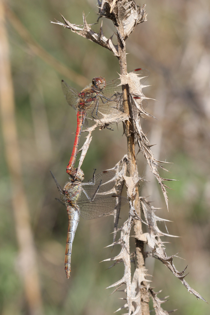 altro accoppiamento - Sympetrum striolatum