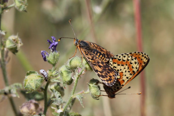 Accp Melitaea didyma?