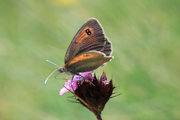 Erebia chi?