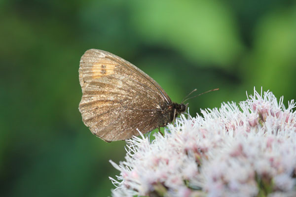 Erebia chi?