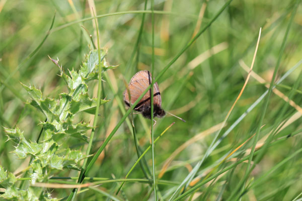 Erebia chi?