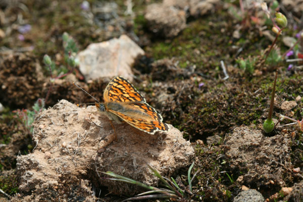 Nymphalidae?