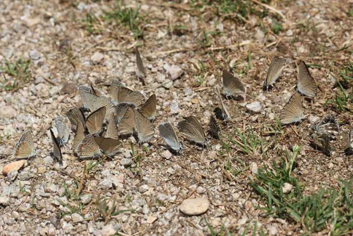 Una miriade di farfalle