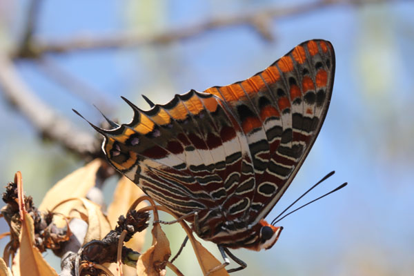 Charaxes jasius