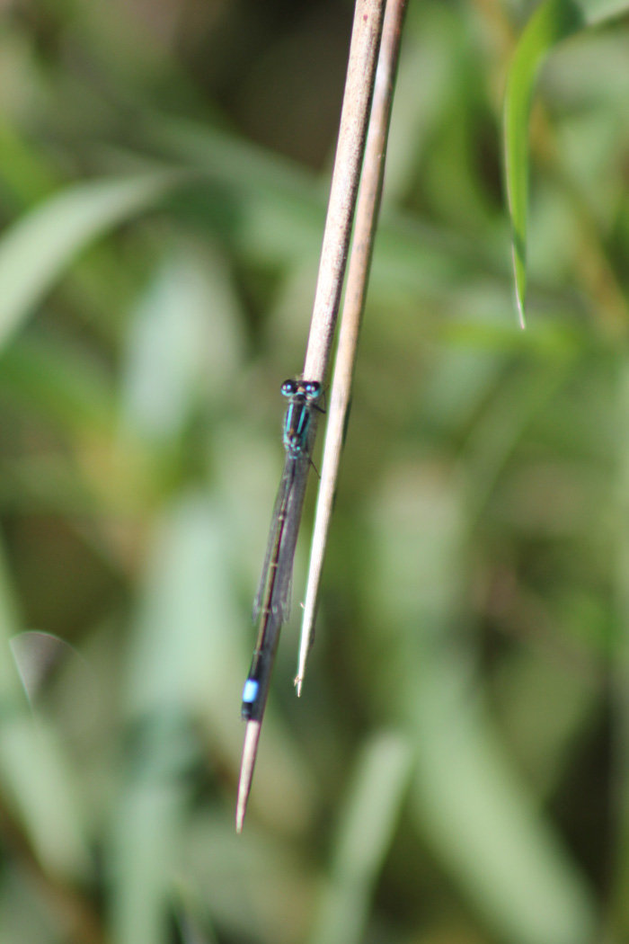 maschio di Ischnura elegans