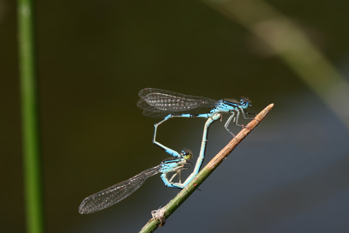 Coenagrion scitulum