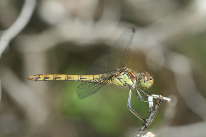 libellula da ident - Sympetrum striolatum