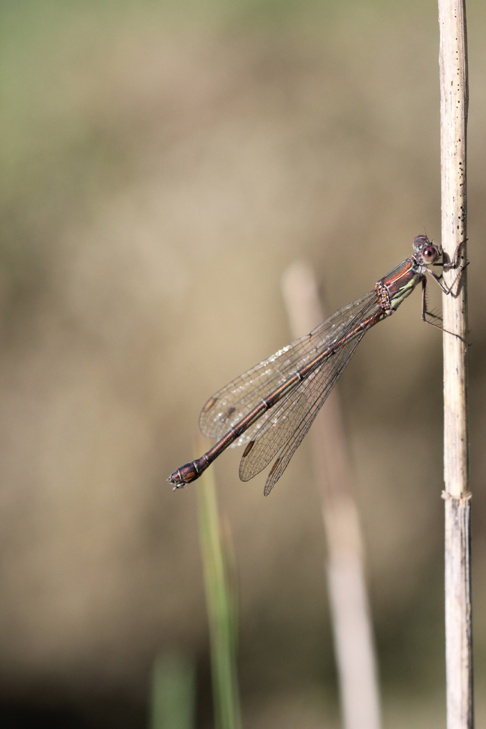 Chalcolestes sp. femmina