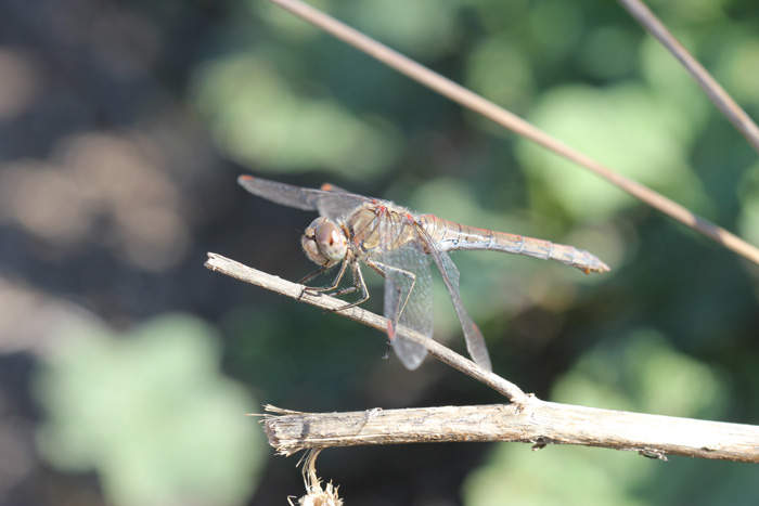 vecchia femmina di Sympetrum striolatum