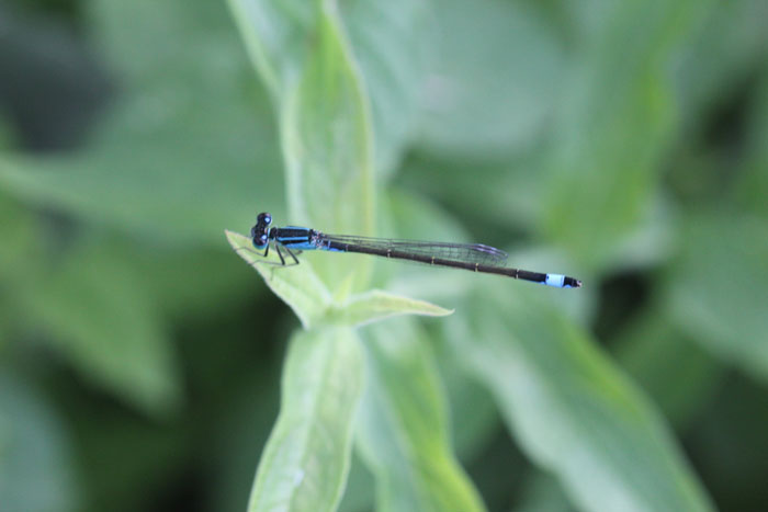 nord grecia: Ischnura elegans