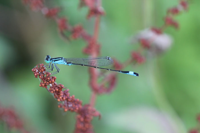 nord grecia: Ischnura elegans