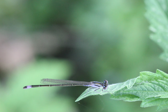 nord grecia: Ischnura elegans