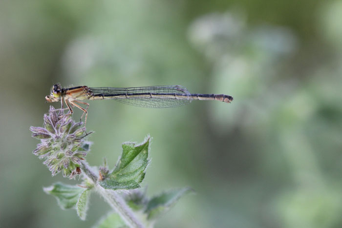 nord grecia: Ischnura elegans