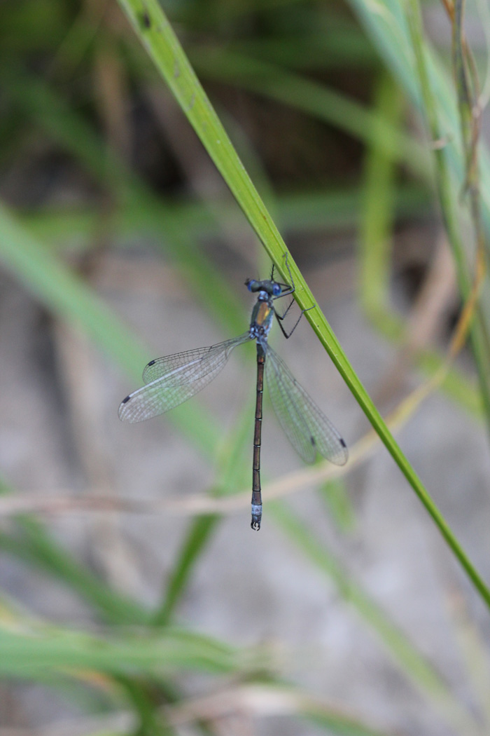 libellula occhi azzurri