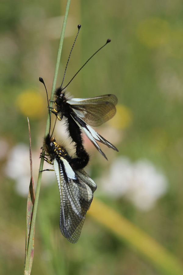 Accoppiamento: Libelloides coccajus forma bianca