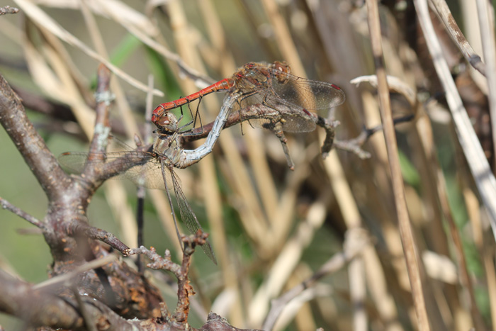 Sympetrum striolatum