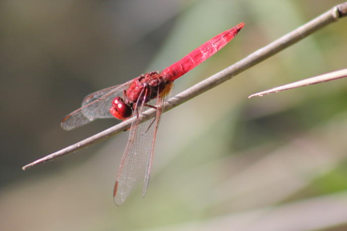 Crocothemis erythraea maschio maturo