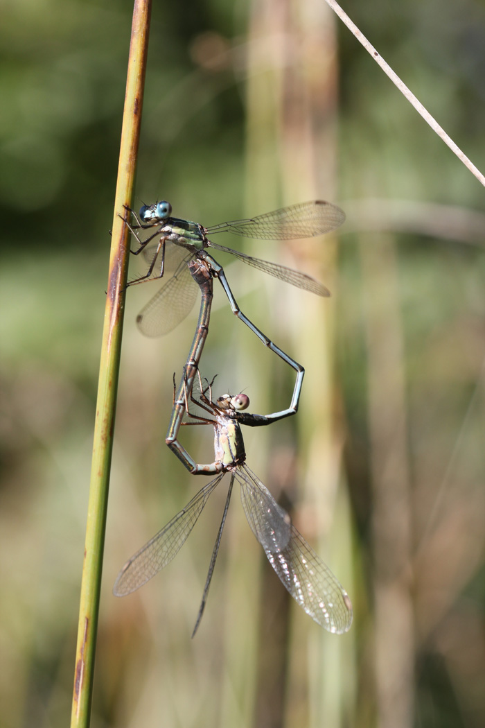 Chalcolestes viridis o parvidens