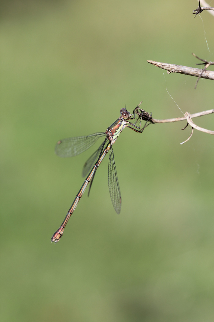 Chalcolestes viridis o parvidens